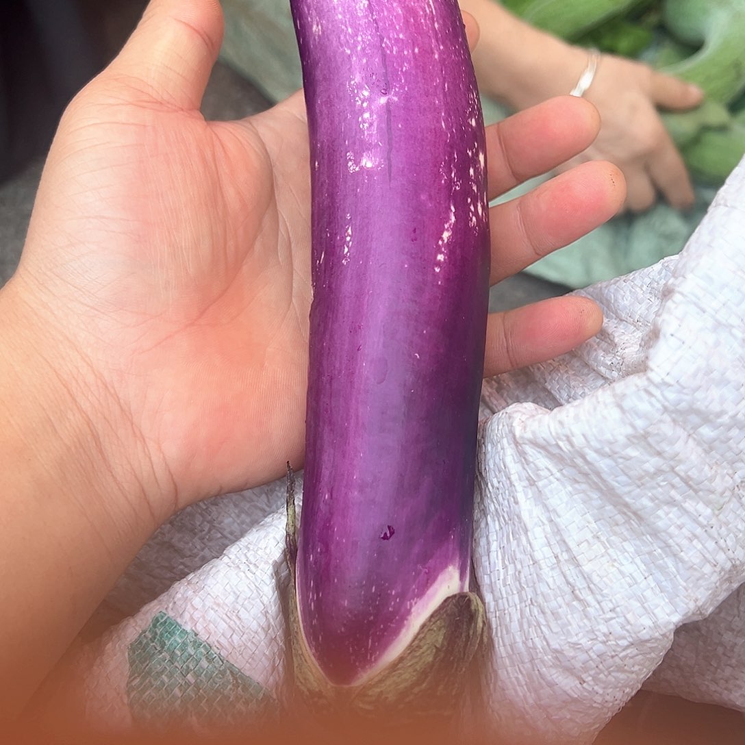 中国大陆茄子3斤包邮