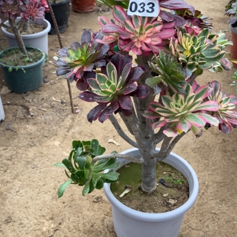 033嫁接多品种多肉法师