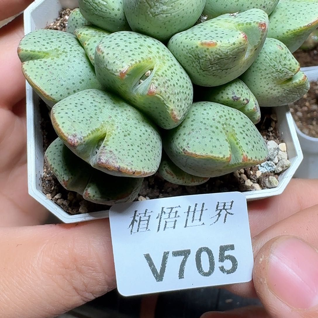 705盒多肉植物哇d c