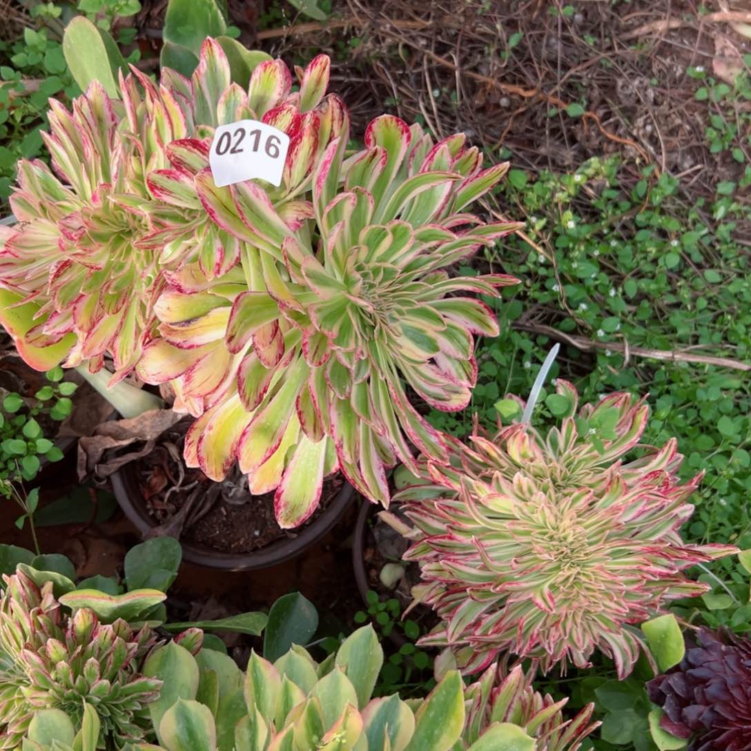 216 号多肉植物法师