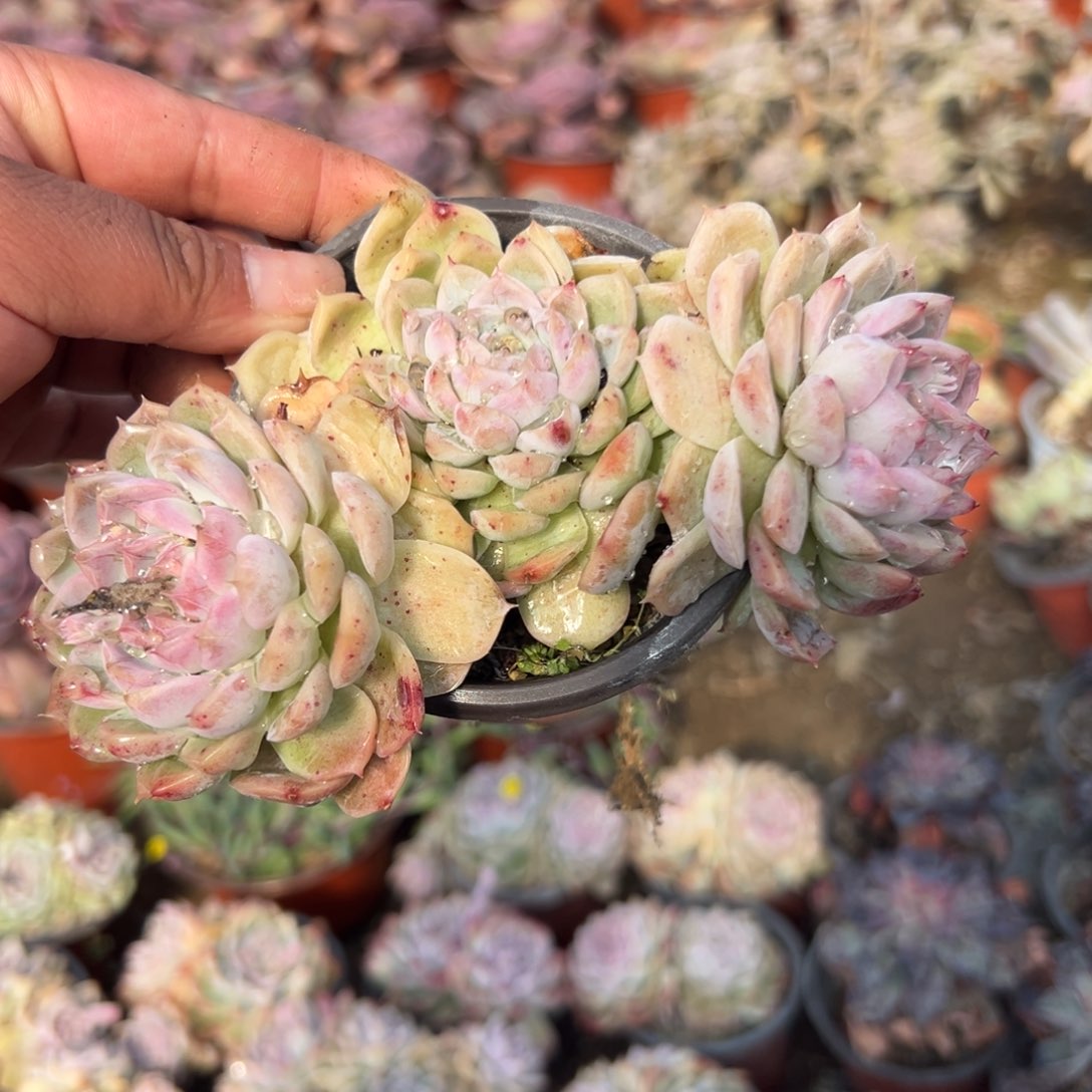 多肉植物多肉植物