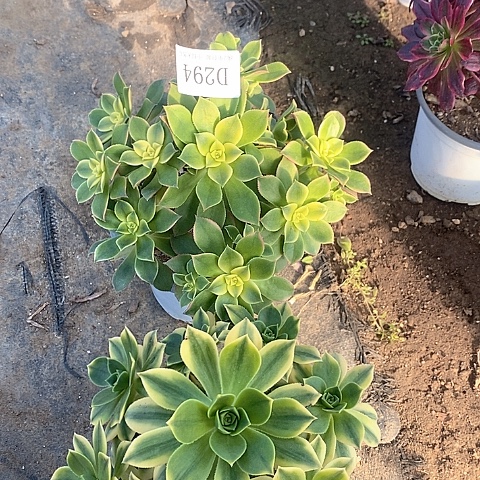 294艳日辉星爆多肉2颗组合