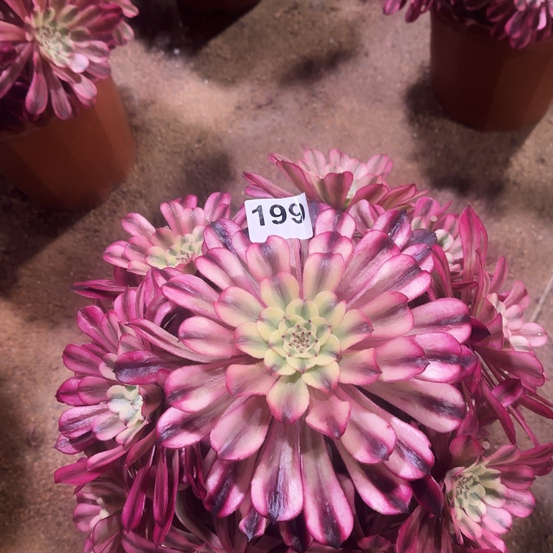 多肉植物十里红妆199