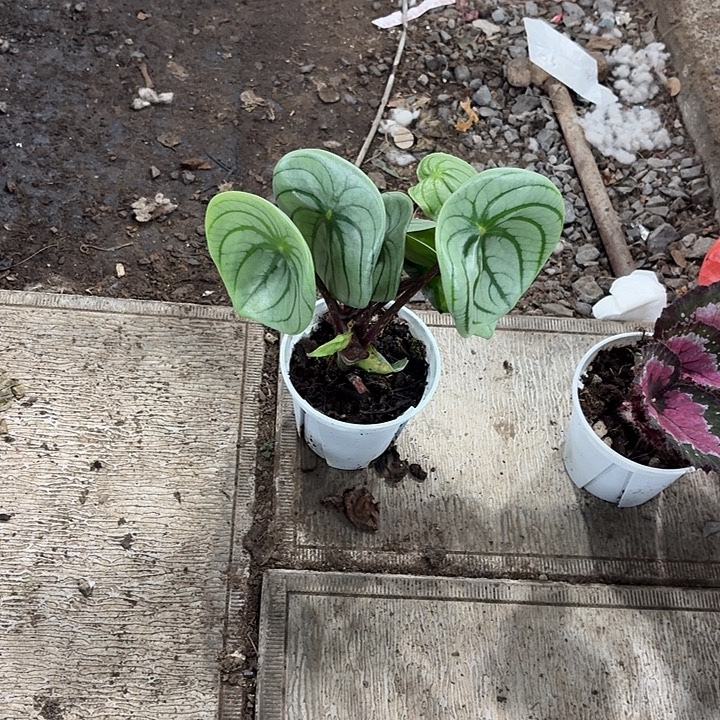 完全开放麒麟瓜椒草