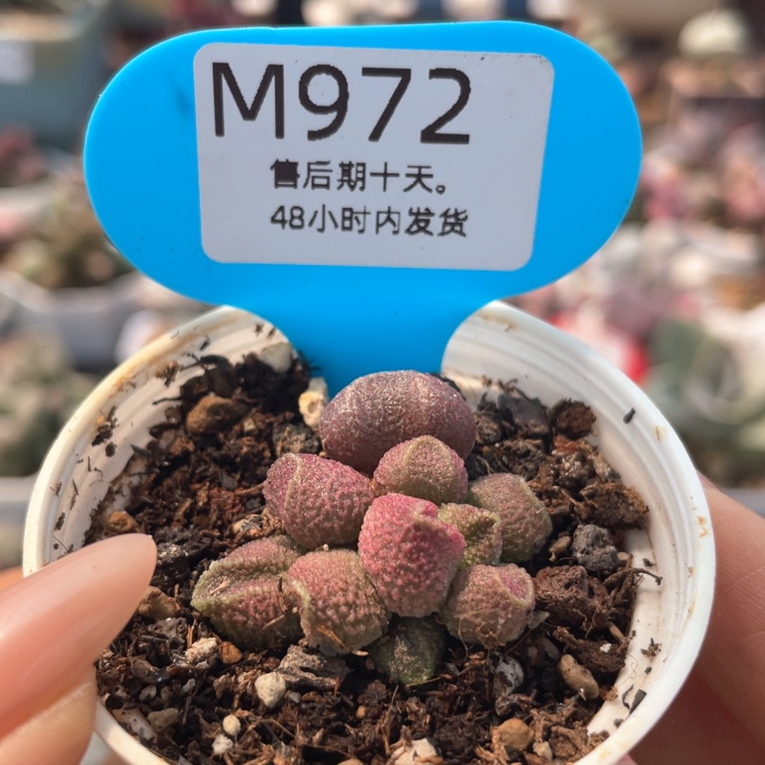      小美系。   972。   