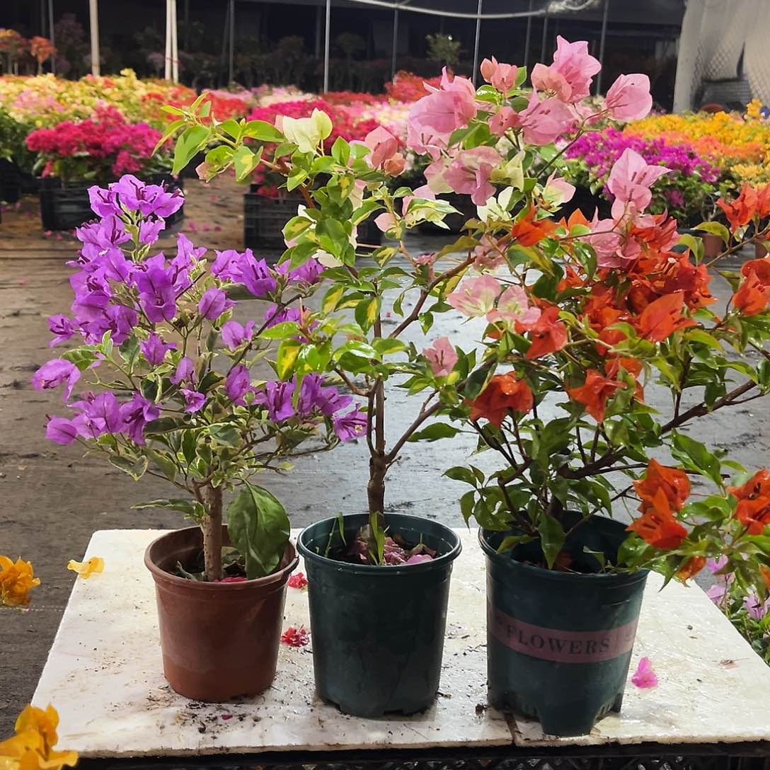 大部分花苞少量开放银边浅紫，金心橙白，红桑巴