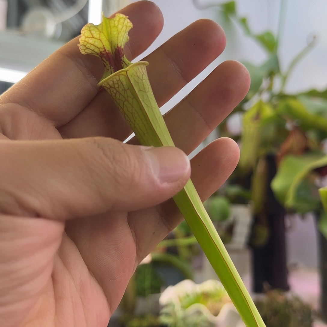 ****醒完全开放摩尔瓶子草H112