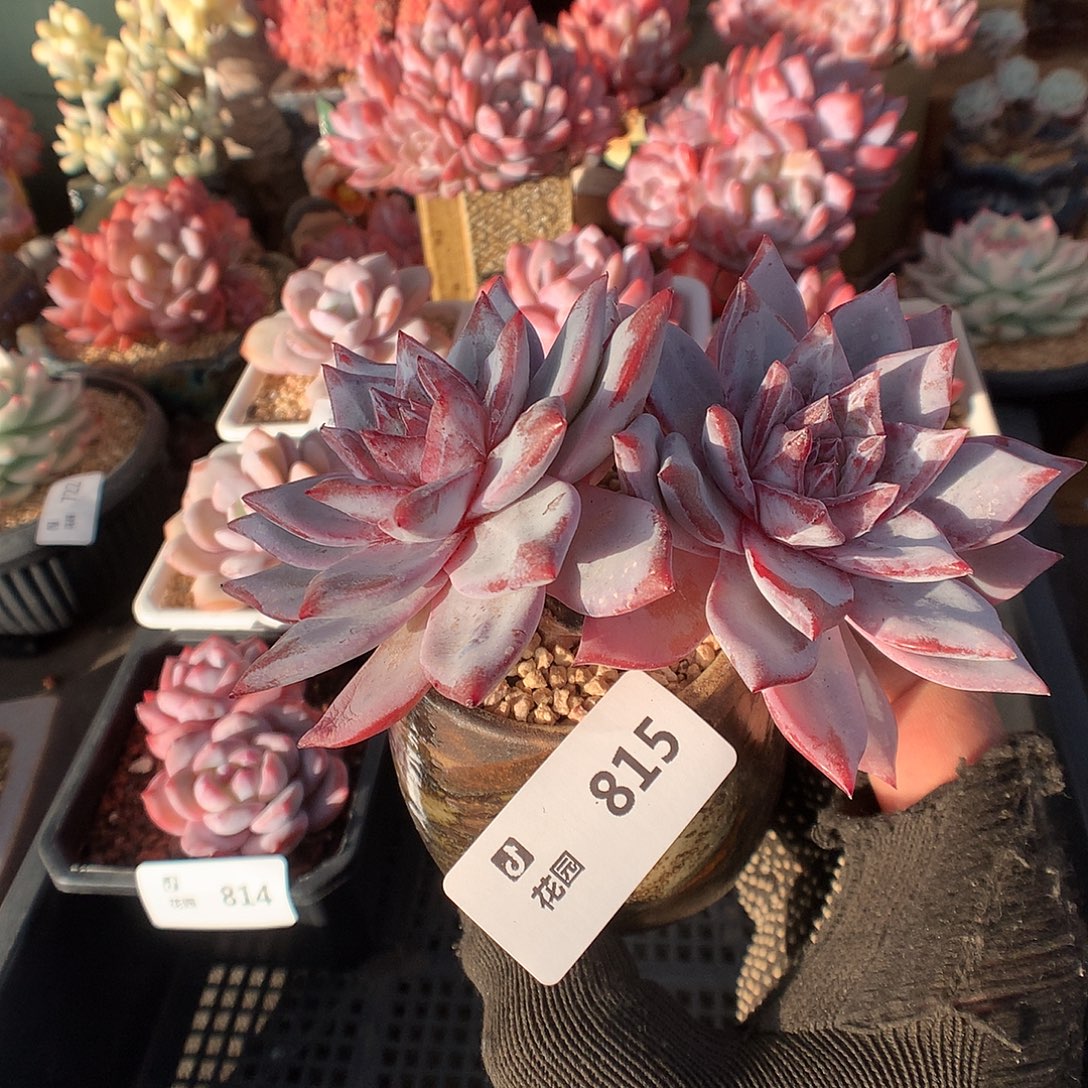 815蓝鸟多肉植物666666