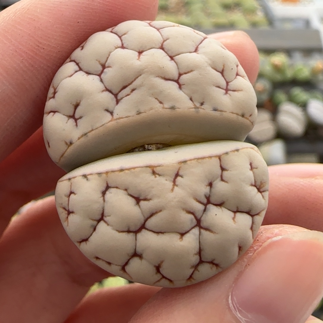 11.12号爱萌多肉荒福利8054