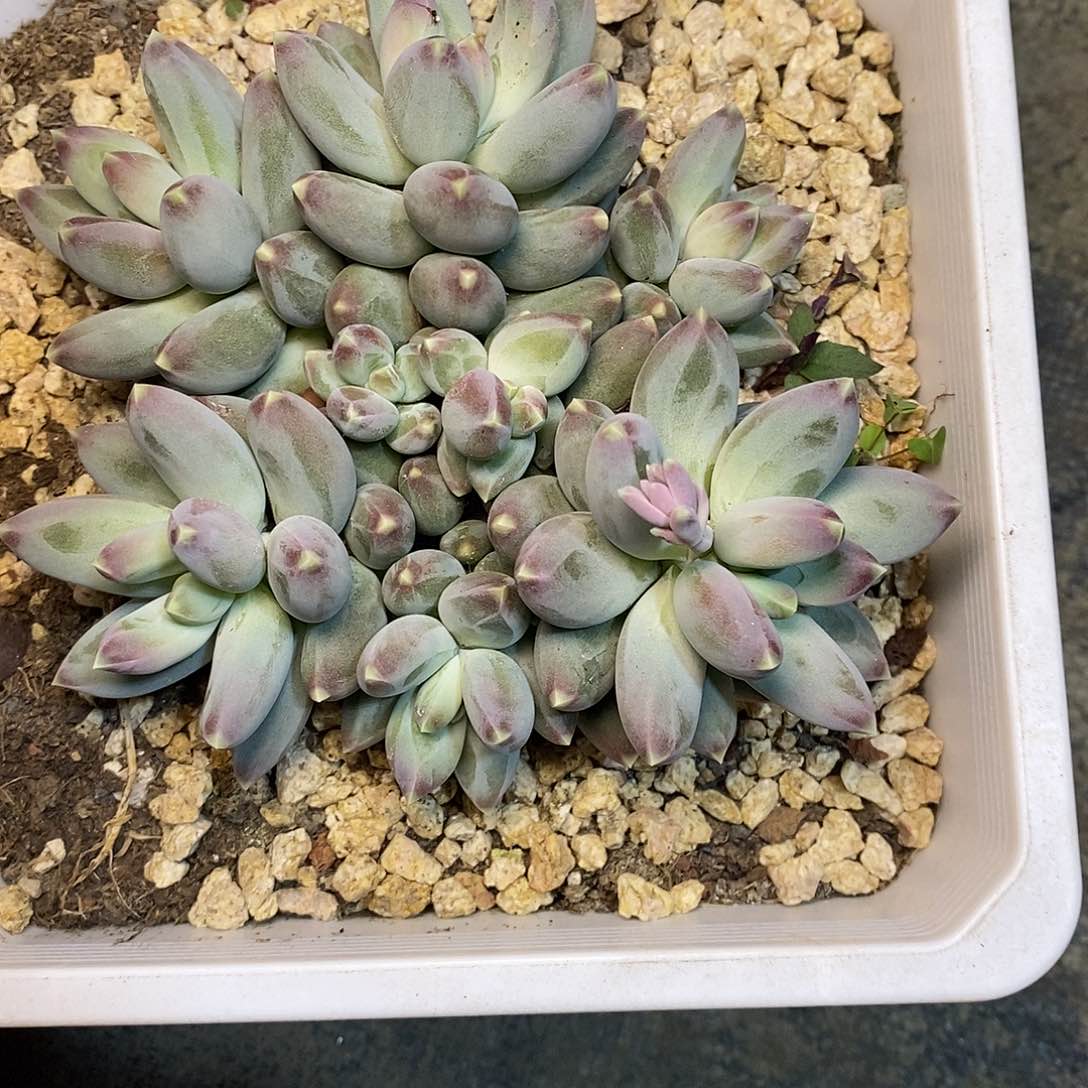 A**牛一物一拍，多肉杂交