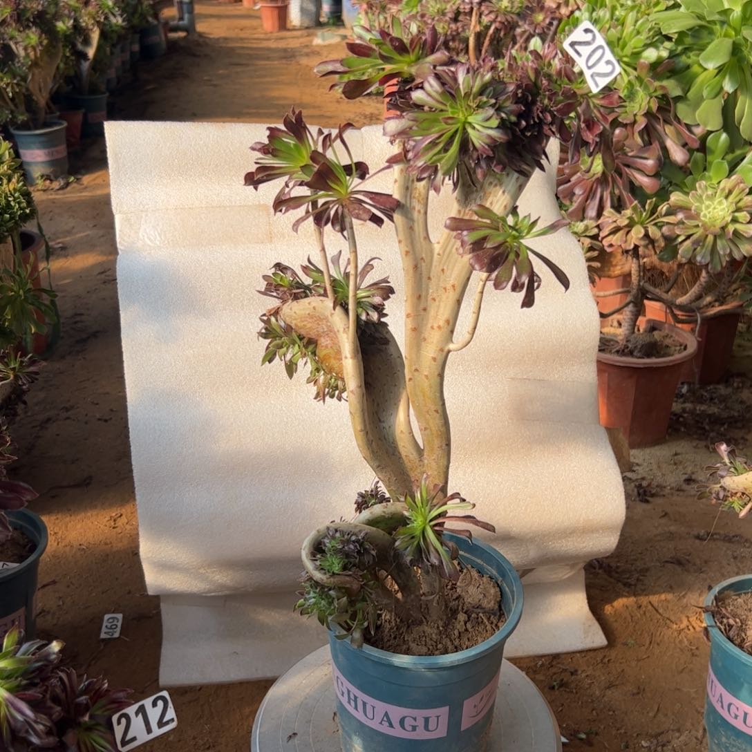 黑缀202高度42厘米