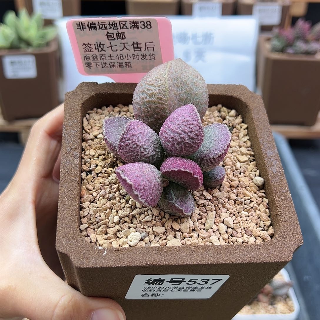 李*?537哈默猪肝多肉