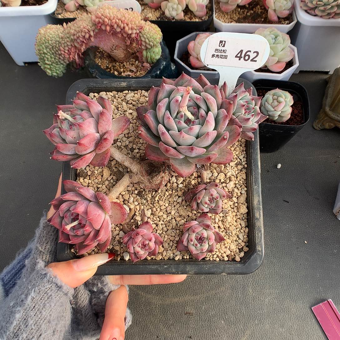 462拉糖多肉酱一个