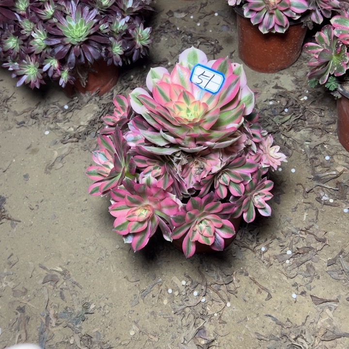 多肉植物粉女巫51