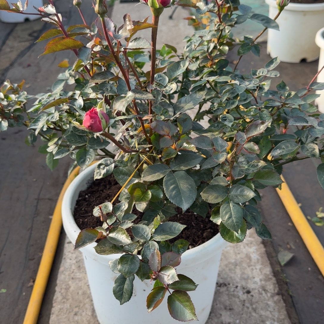 完全开放精品月季花