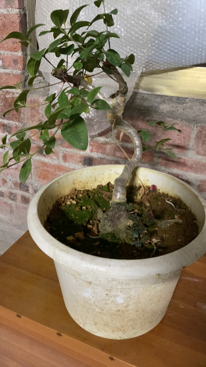 桃金娘盆景园素材图