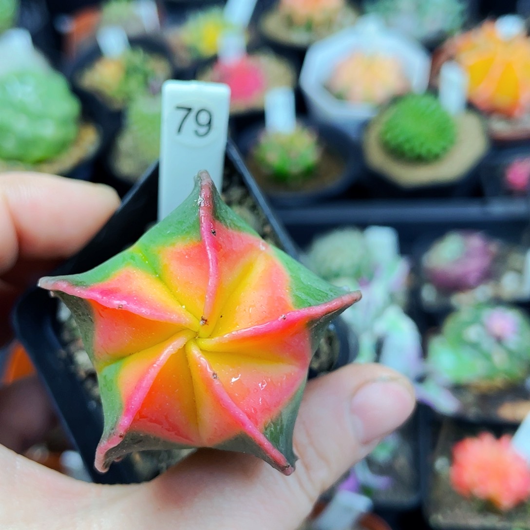 非偏远地区满25包邮仙人球