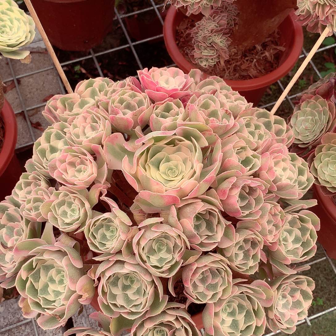 粉女郎，多肉植物的