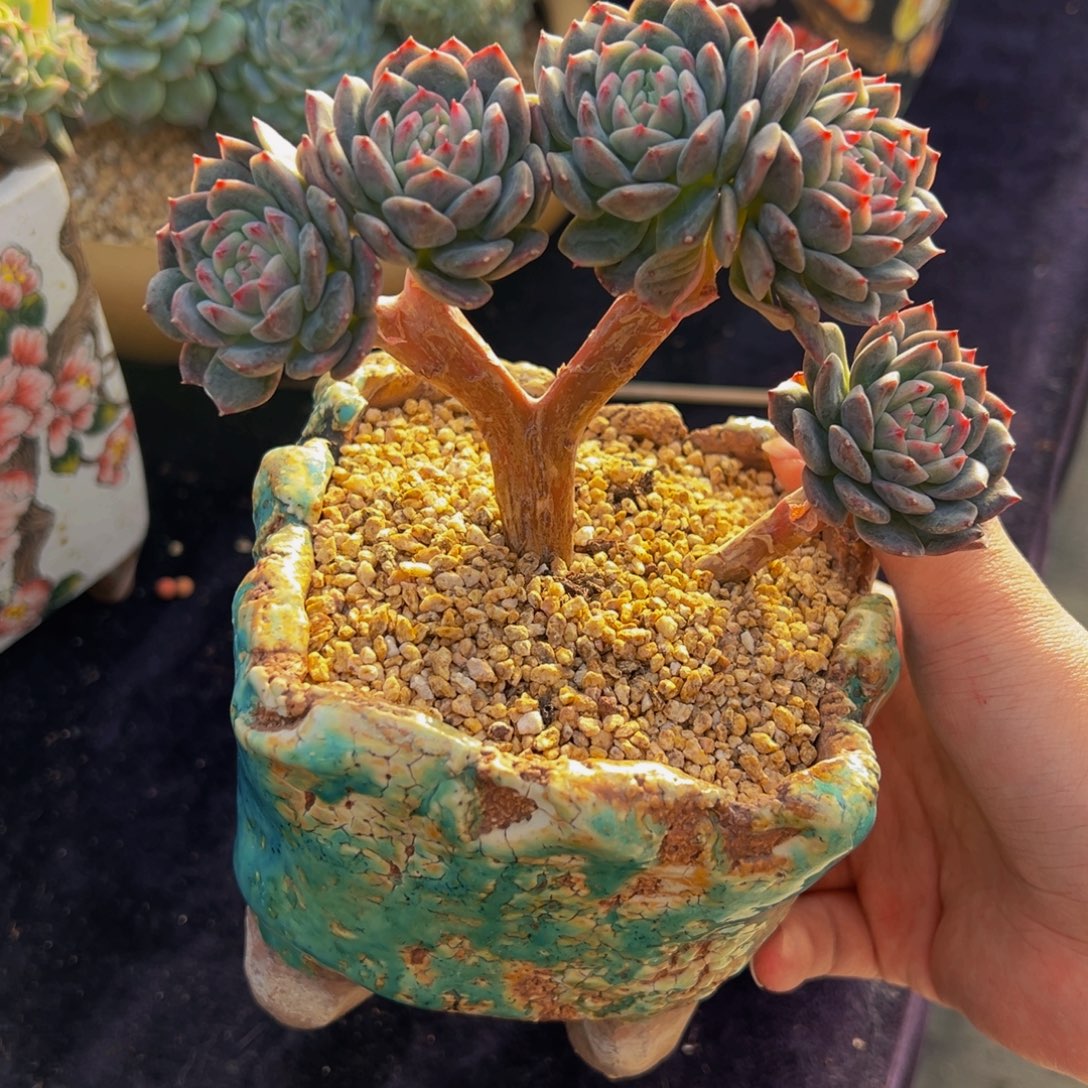 西***花珍妮小树天天看着