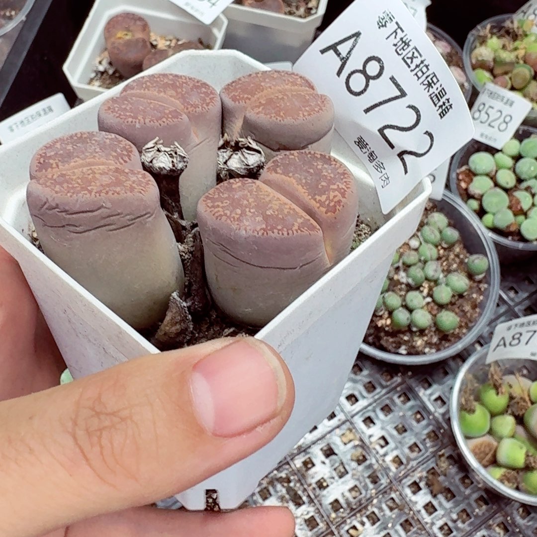 8722––零下地区需拍保温箱