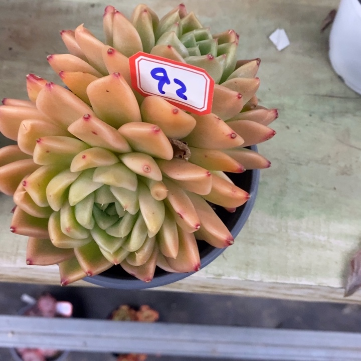 潇*妹一物一拍东云杂多肉92