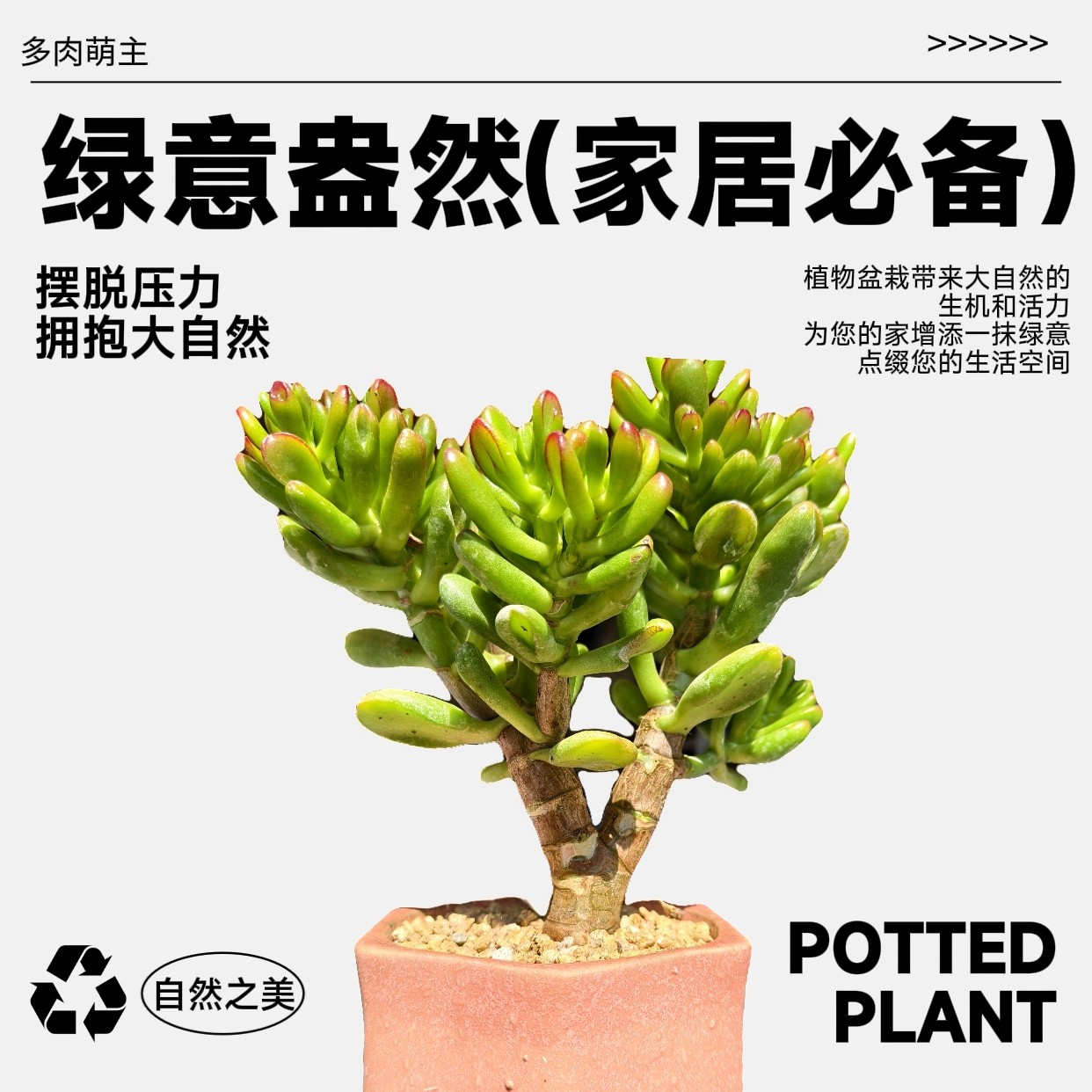 家居好养多肉绿植招财猫植物办公室