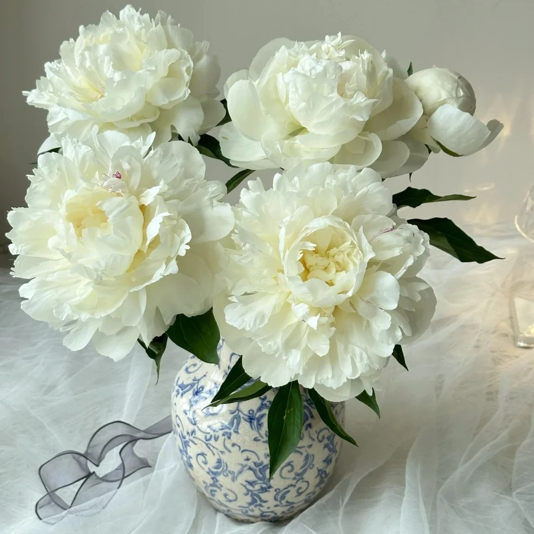 【 现货奶油碗.芍药】山东菏泽牡丹鲜花芍药重瓣鲜切花山东基地
