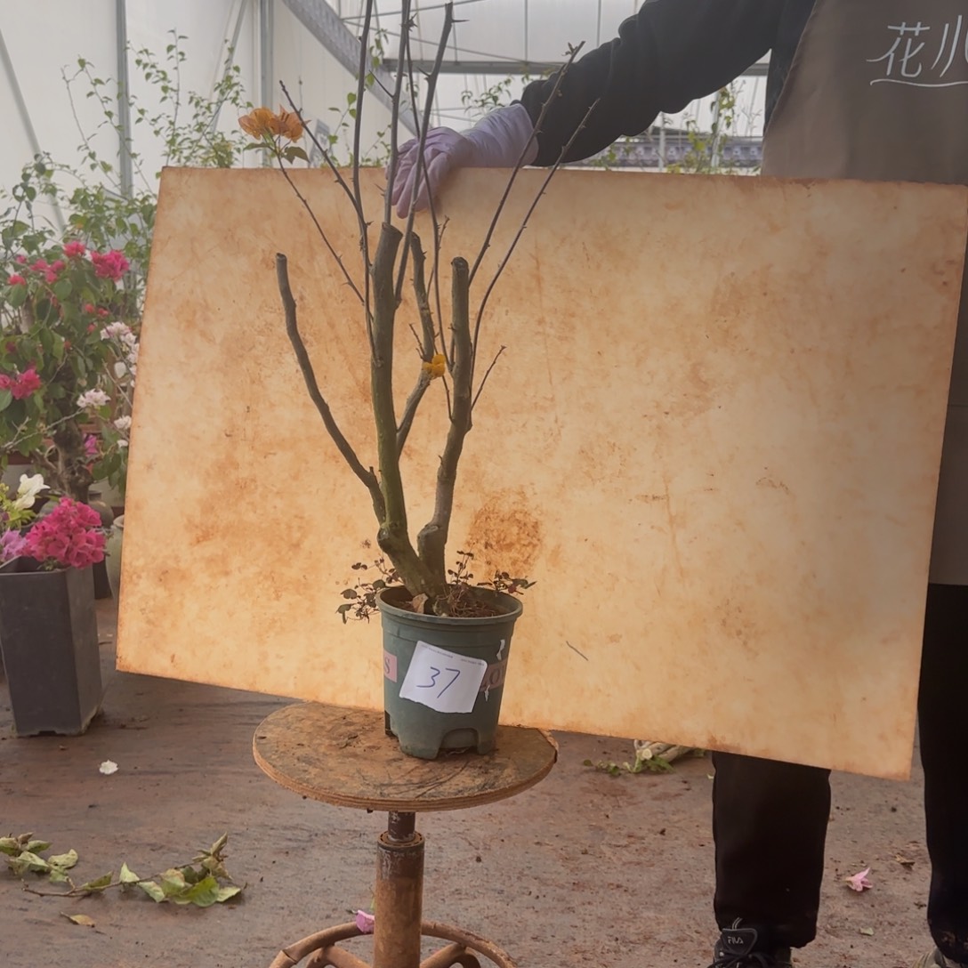 大部分开放少量花苞柠檬黄 37脱