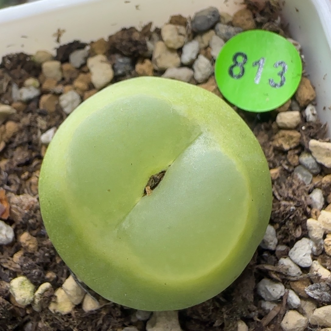 拉登2.4+多肉植物813