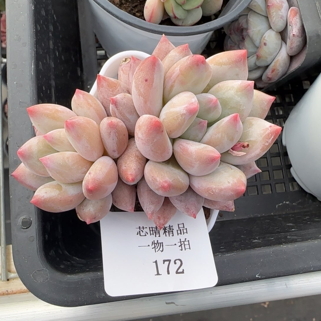 闪购精品多肉172号所罗门