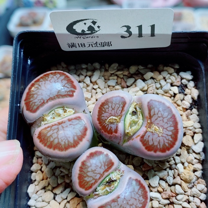 蜜****生石花花花花开了311