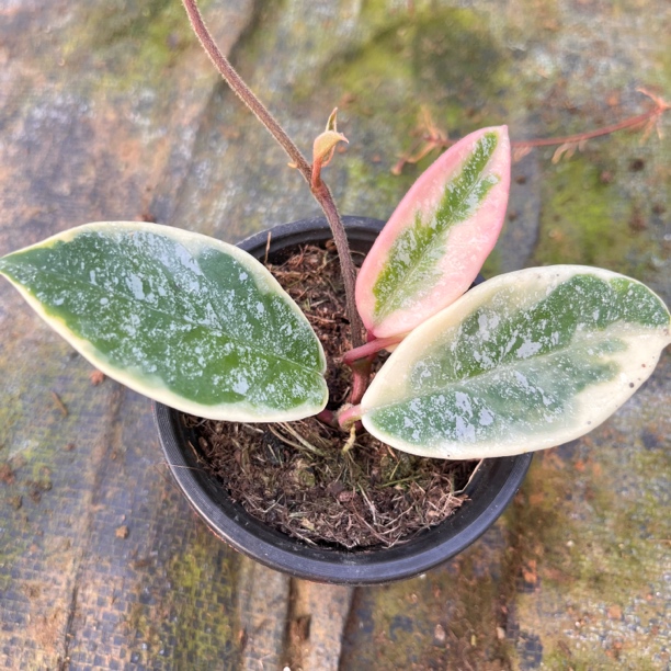 克里姆森皇后球兰叶子带斑可变颜色开花球兰兔耳兰带花苞