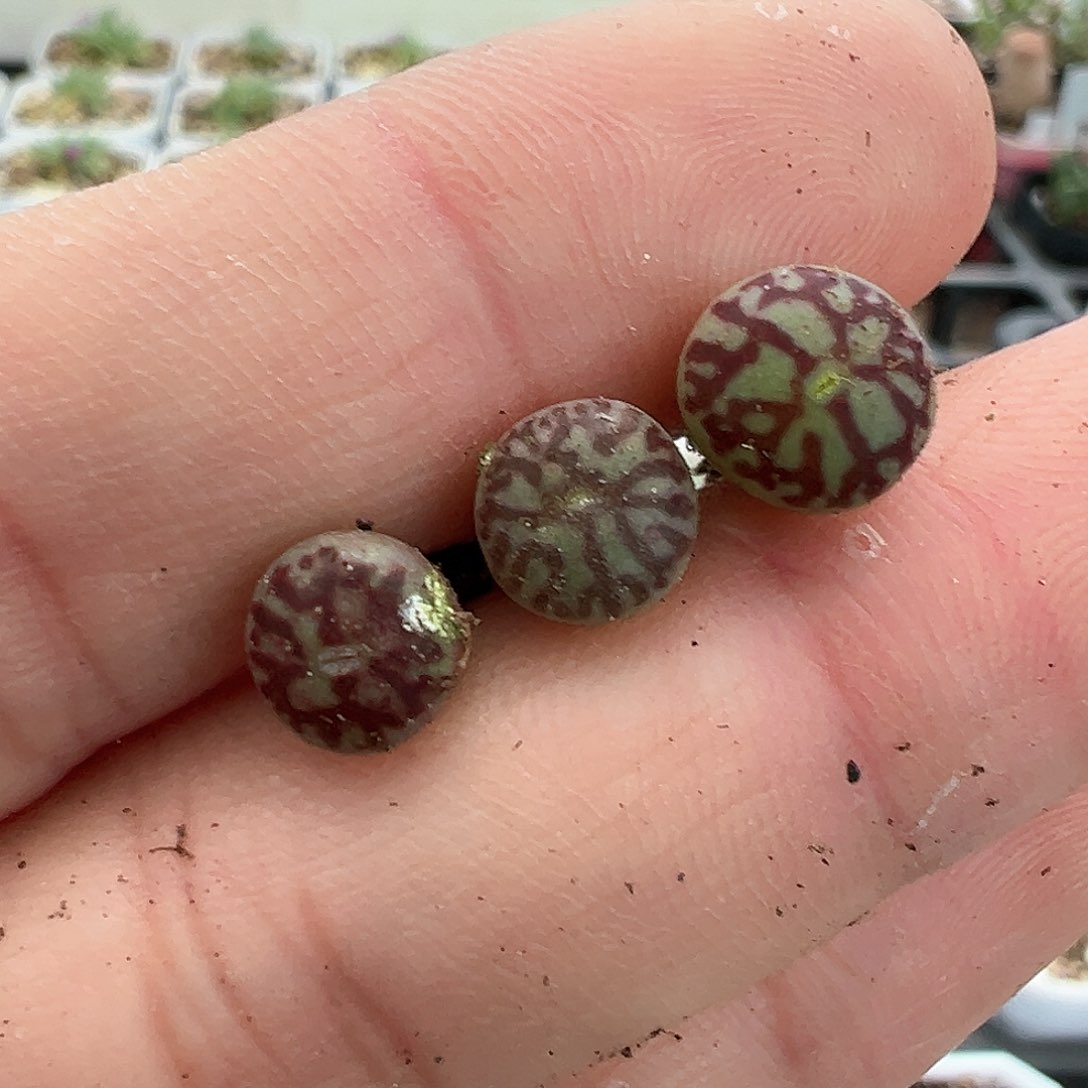 龍****?多肉肉锥 超墨x3