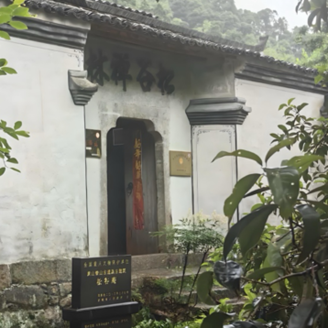 生态茶【松谷·二品】黄山景区松谷庵洋湖林场群体种纯毛峰