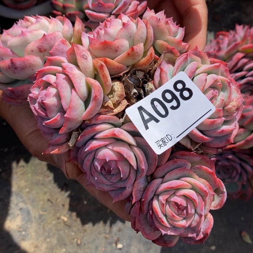 【闪购商品】汤*洋多肉植物