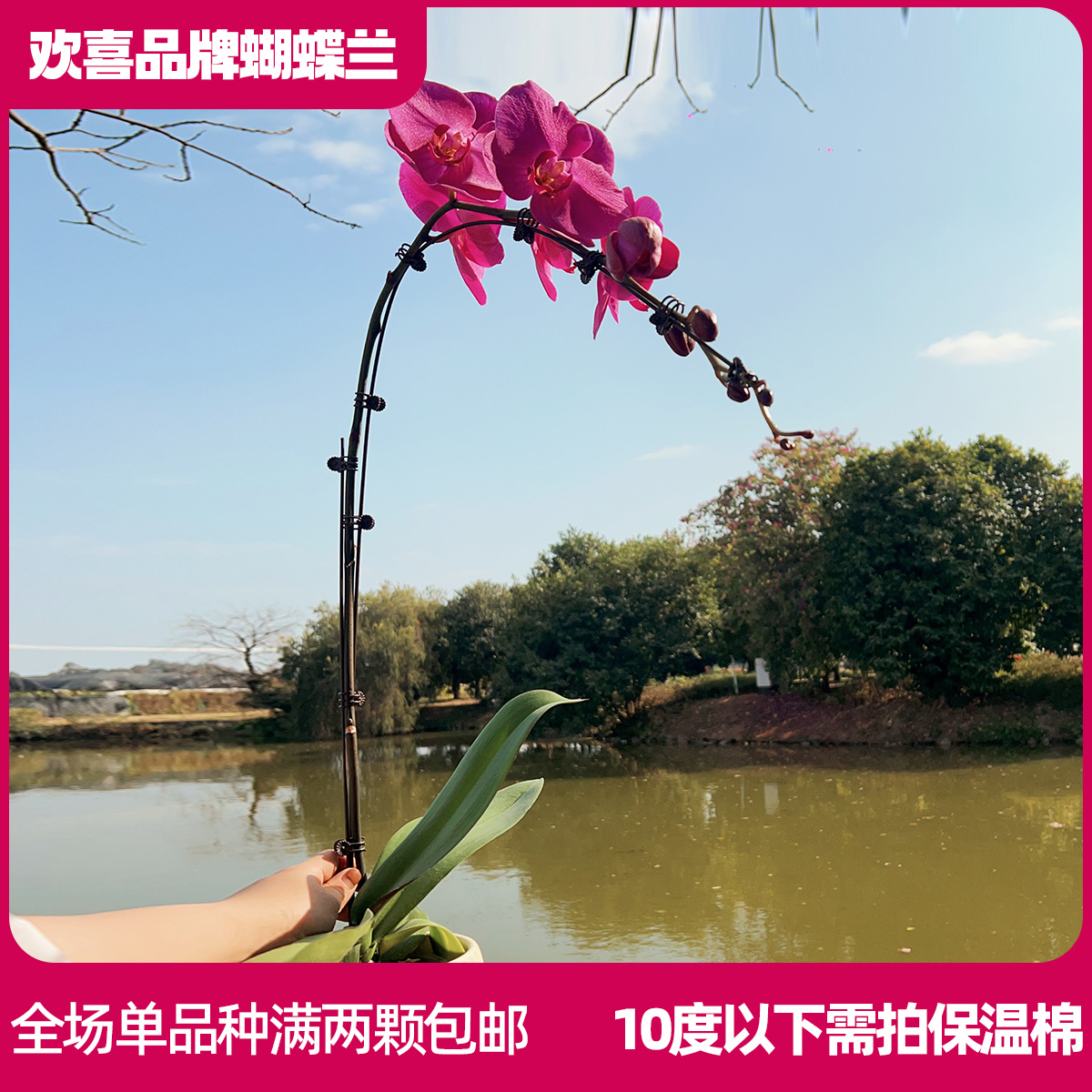 【绯韵】精品蝴蝶兰3.5寸超大杯室内绿植