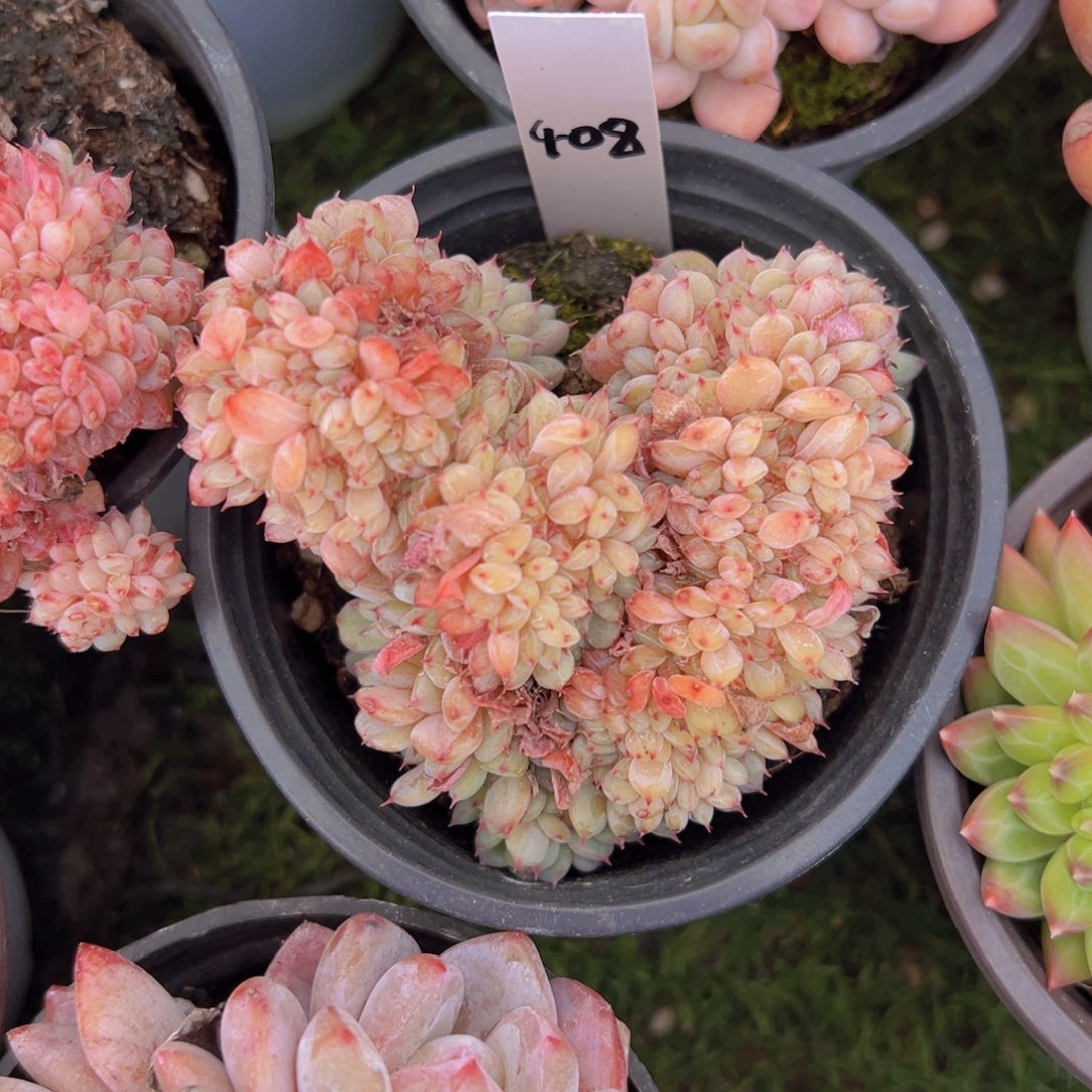 香玉的故事是一个人的故事吗