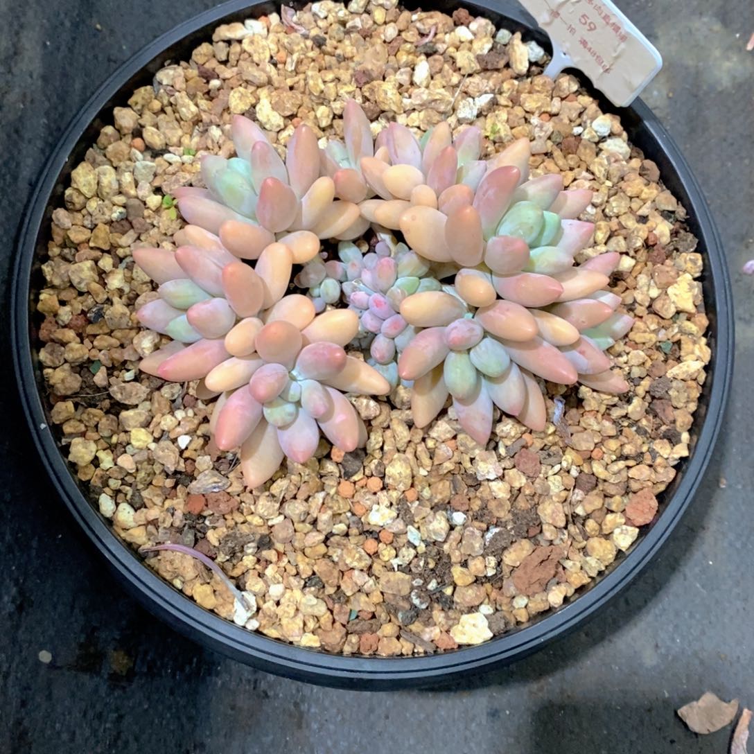 ****猫白兰地多肉植物群