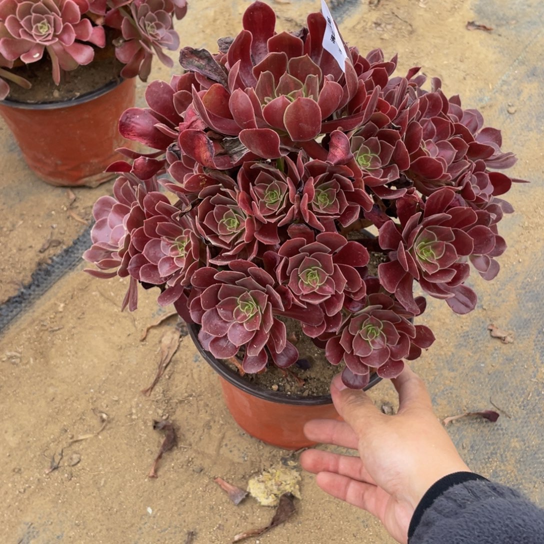 198花那法师多肉断枝不包