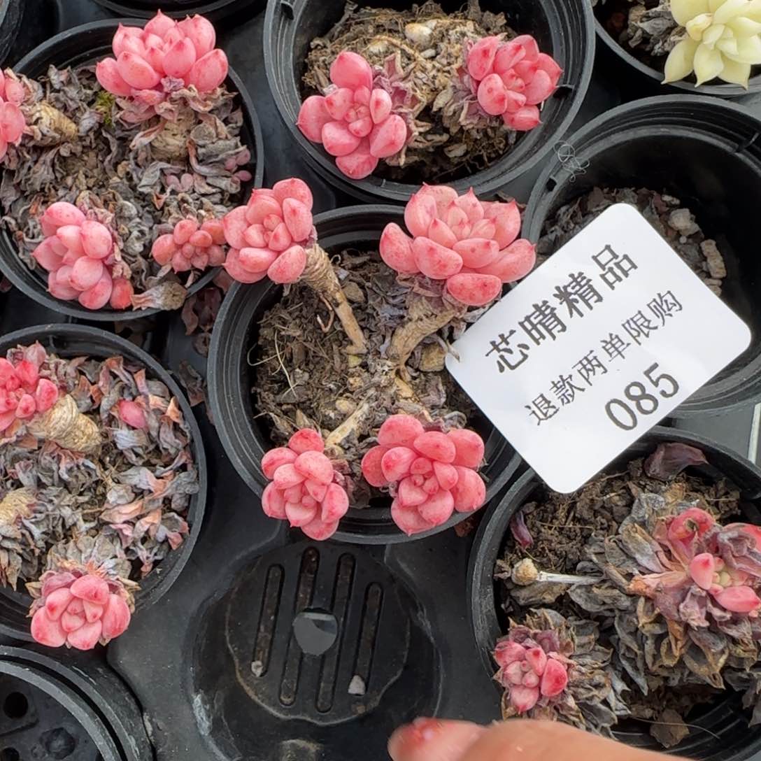 闪购精品多肉85号