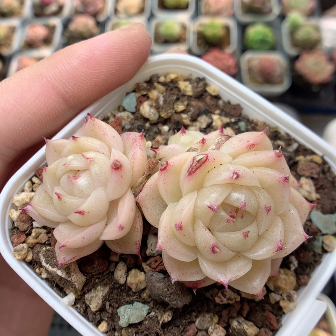 C77优选山茶花麦杆不整