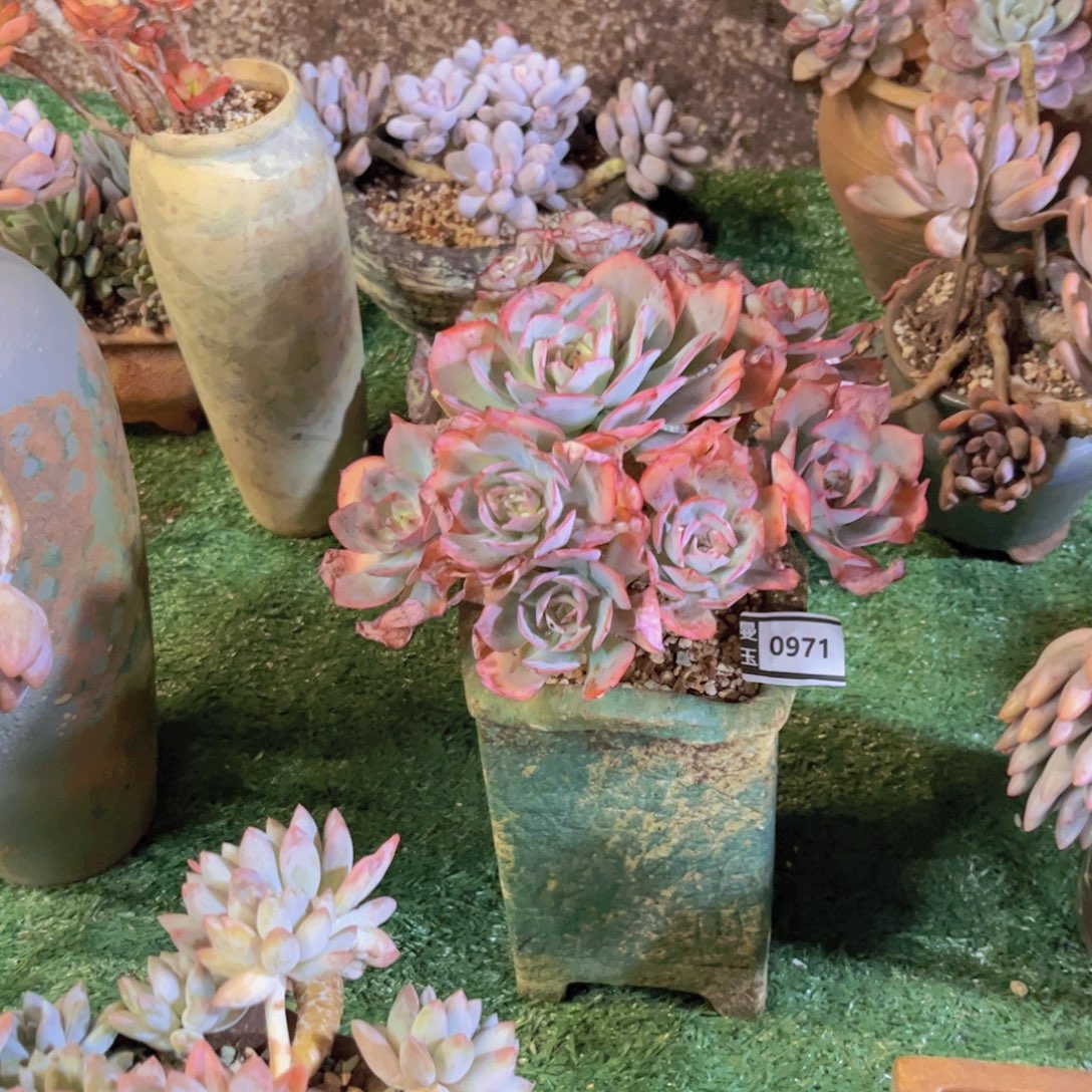 小****pink多肉植物0971