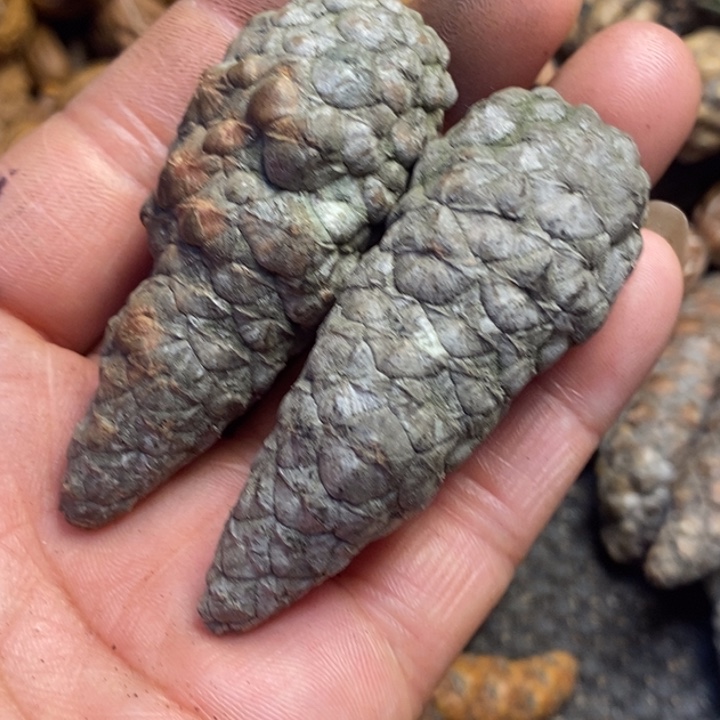 文玩核桃吊坠东北特产63