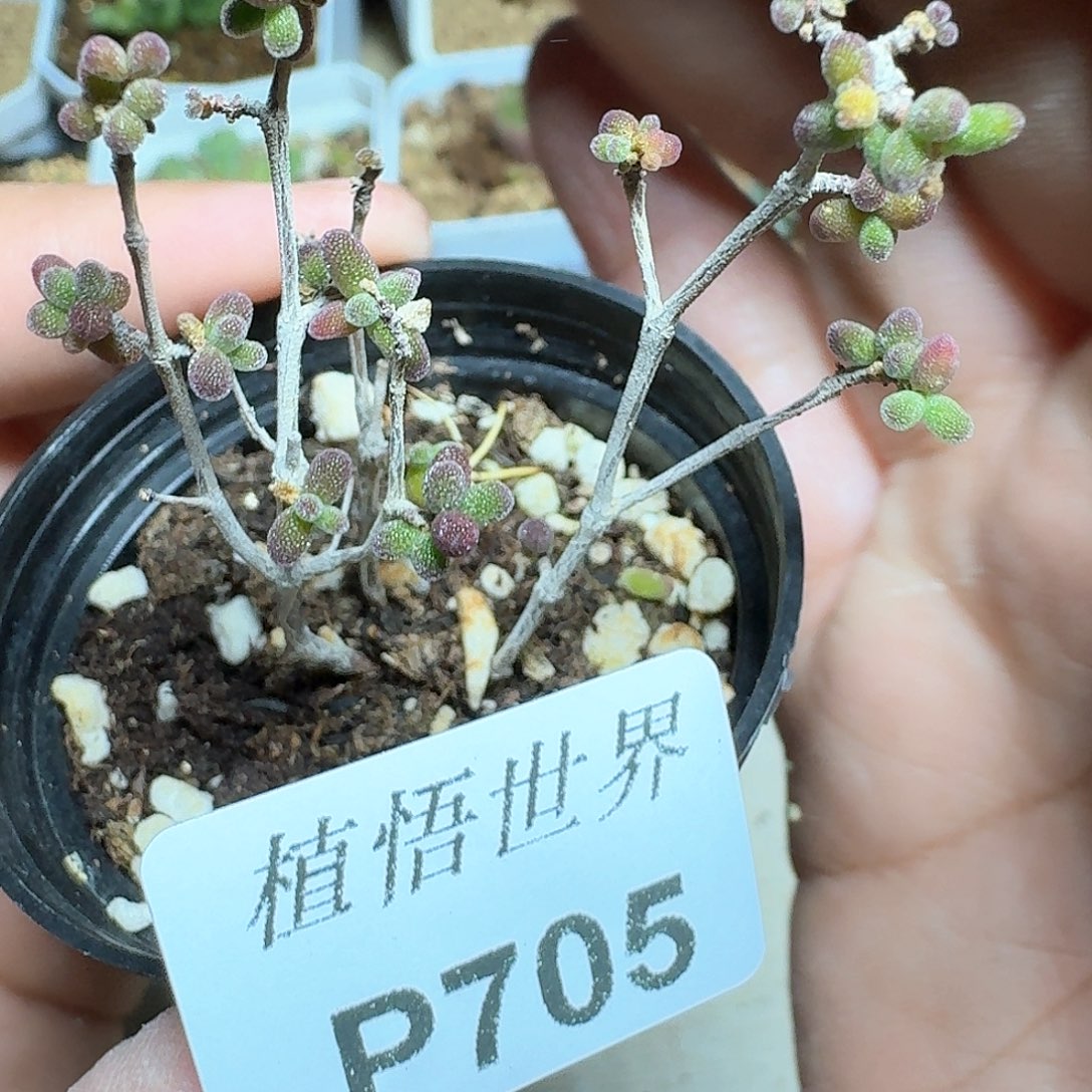 705盒多肉植物f f