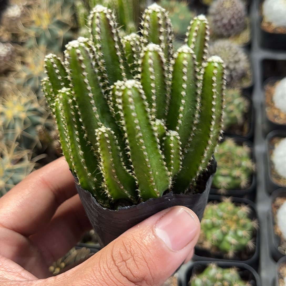 万重山群生单头发货