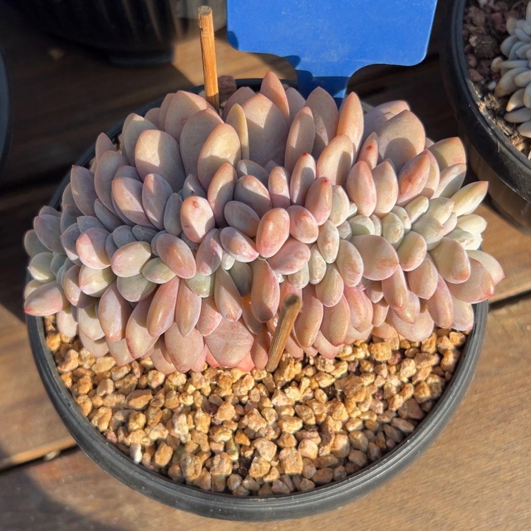 粉兔缀化特价111111111