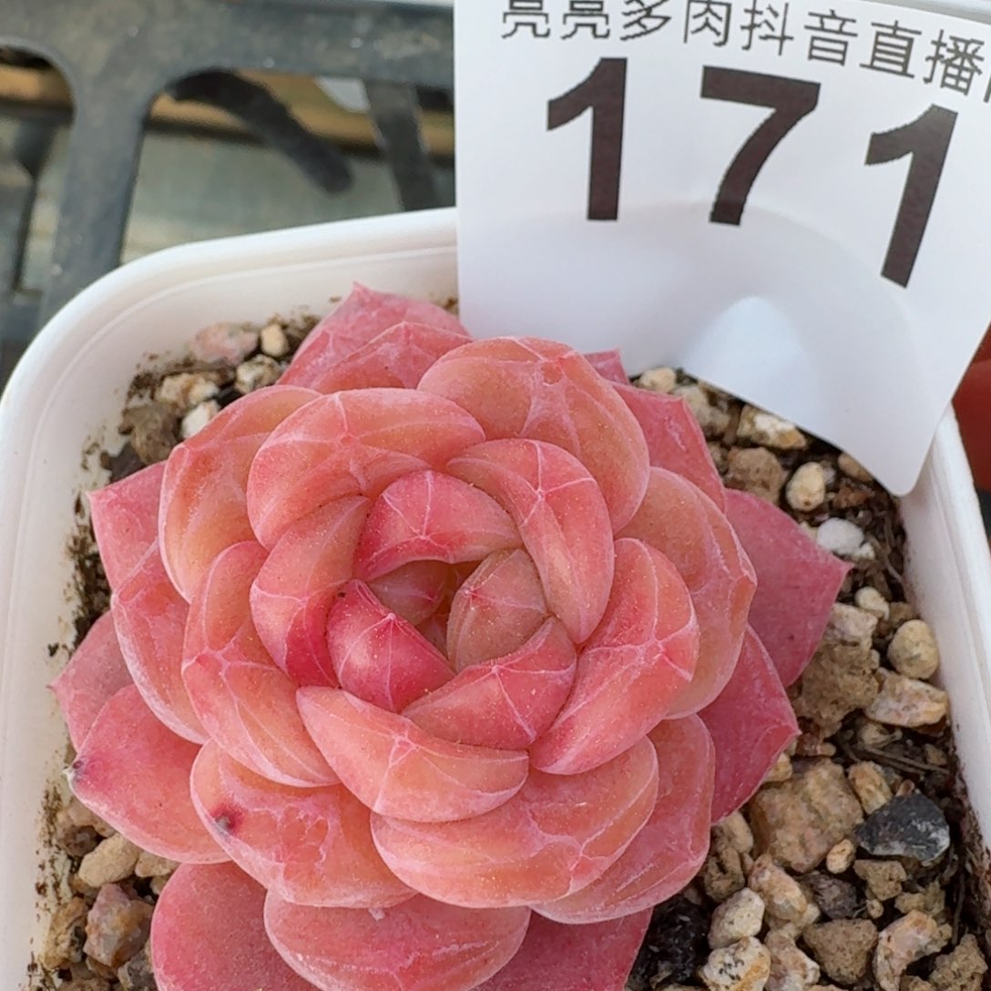 粉魄         精品多肉