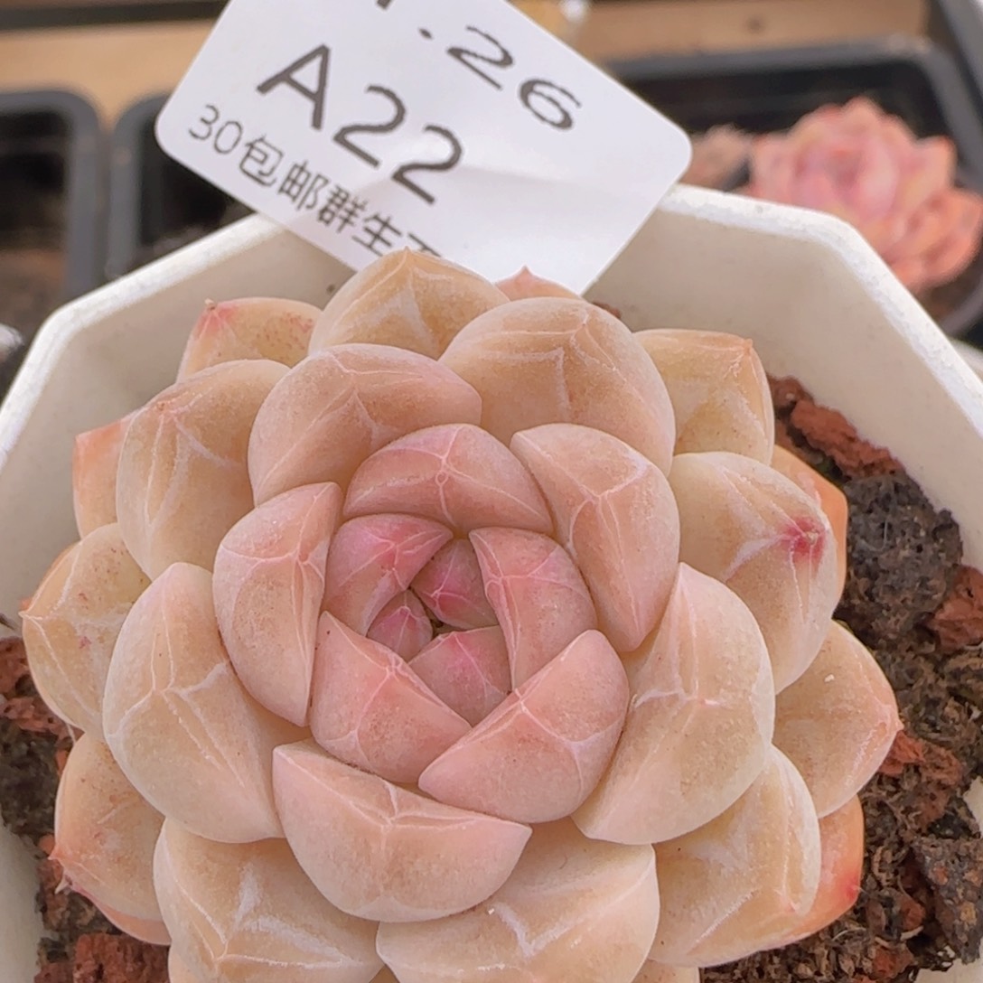 O泡单头一颗脱土发货