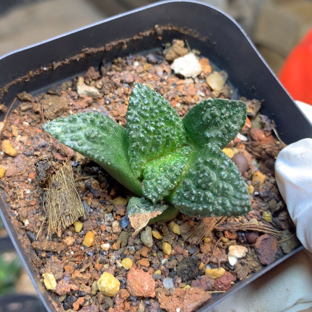 玛***卡      39号  实生 哥斯拉叶展4公分 