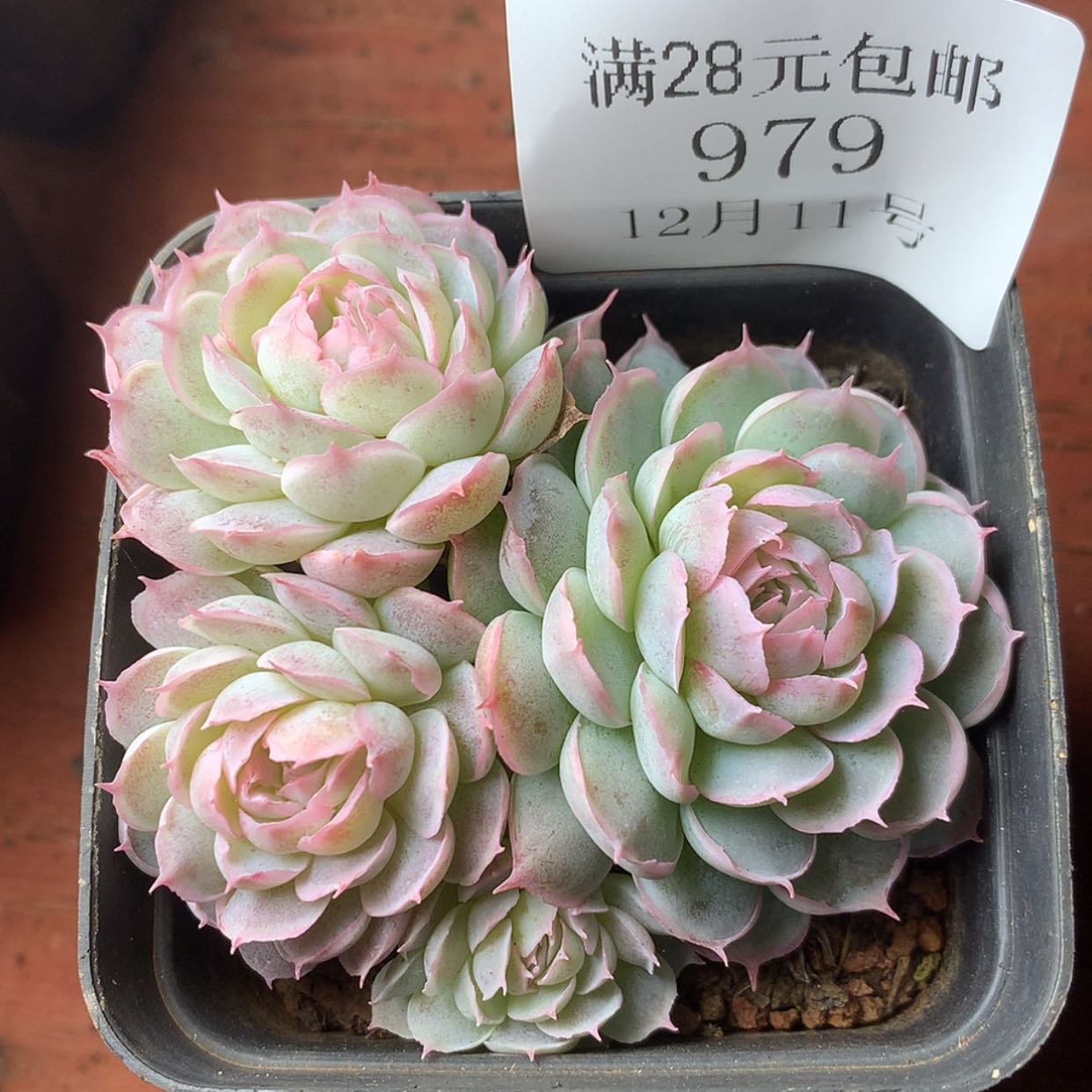 【闪购商品】云979号